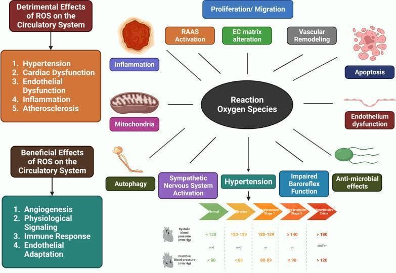 This medical infographic illustrates the multifaceted role of Reactive Oxygen Species (ROS) in the human circulatory system through a central concept map and supporting charts. The central node, 'Reactive Oxygen Species,' branches into several physiological and pathological processes, including Inflammation, RAAS Activation, Endothelial Matrix (EC) Alteration, Vascular Remodeling, Apoptosis, Endothelium Dysfunction, Anti-microbial effects, Impaired Baroreflex Function, Hypertension, Sympathetic Nervous System Activation, Autophagy, and Mitochondrial involvement. Sidebars categorize these into 'Detrimental Effects' (Hypertension, Cardiac and Endothelial Dysfunction, Inflammation, Atherosclerosis) and 'Beneficial Effects' (Angiogenesis, Physiological Signaling, Immune Response, Endothelial Adaptation). A diagnostic chart at the bottom defines blood pressure categories (mmHg) from Normal (<120/80) and Elevated (120-129/<80) to Hypertension Stage 1 (130-139 or 80-89), Stage 2 (≥140 or ≥90), and Hypertensive Crisis (>180 and/or >120). The diagram serves as an educational tool for understanding oxidative stress mechanisms in cardiovascular pathophysiology and blood pressure management.