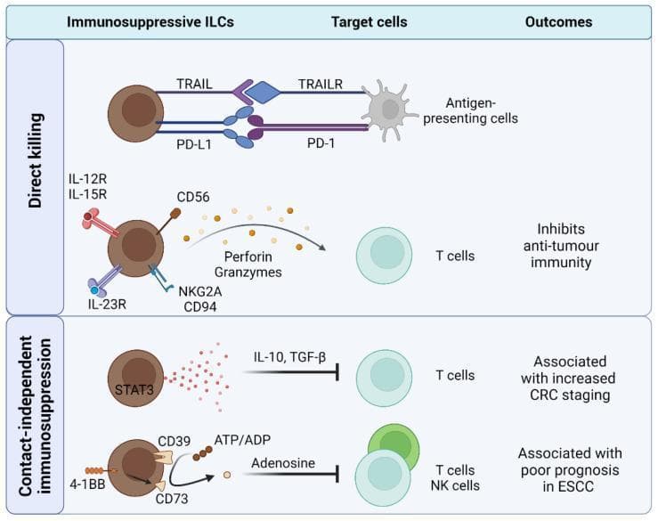 This pathophysiology diagram illustrates the mechanisms by which immunosuppressive innate lymphoid cells (ILCs) inhibit anti-tumor immunity, categorized into direct killing and contact-independent immunosuppression. In the direct killing panel, ILCs target antigen-presenting cells (APCs) via TRAIL-TRAILR and PD-L1-PD-1 surface interactions. Simultaneously, ILCs expressing IL-12R, IL-15R, IL-23R, CD56, and NKG2A/CD94 induce T cell lysis through the release of perforin and granzymes. In the contact-independent immunosuppression panel, STAT3-expressing ILCs secrete immunoregulatory cytokines IL-10 and TGF-β to inhibit T cells, a process associated with increased colorectal cancer (CRC) staging. Another pathway shows ILCs expressing 4-1BB, CD39, and CD73 converting extracellular ATP/ADP into adenosine, which suppresses both T cells and NK cells, a mechanism linked to poor prognosis in esophageal squamous cell carcinoma (ESCC). The diagram effectively maps cellular interactions and molecular pathways involved in tumor immune evasion.