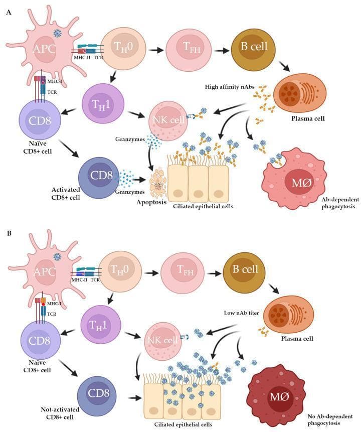 This medical illustration depicts two comparative pathophysiology diagrams (Scenario A and Scenario B) illustrating the impact of MHC-II variation on the adaptive immune response to SARS-CoV-2. Both scenarios show a sequence starting with an Antigen Presenting Cell (APC) presenting viral peptides via MHC-I to CD8+ T cells and via MHC-II to TH0 cells. The TH0 cells differentiate into TFH and TH1 cells, subsequently activating B cells to become antibody-secreting plasma cells. Scenario A illustrates an effective response where high-affinity neutralizing antibodies (nAbs) facilitate antibody-dependent cellular cytotoxicity (ADCC) via NK cells and antibody-dependent phagocytosis (ADP) by macrophages. Activated CD8+ T cells and NK cells are shown releasing granzymes to induce apoptosis in ciliated epithelial cells. In contrast, Scenario B depicts an ineffective response characterized by polymorphic MHC-II molecules leading to failed CD4+ stimulation, low nAb titers, and non-activated CD8+ cells, resulting in a lack of ADP and reduced viral clearance. The diagram highlights the critical role of HLA class II polymorphism in determining the efficacy of neutralization and cellular immunity.