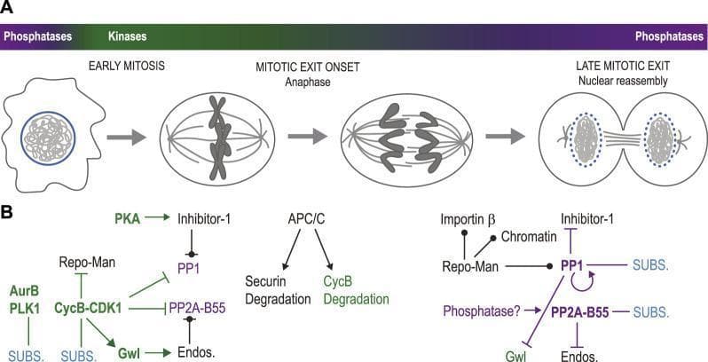 This medical illustration depicts the temporal regulation of mitosis and nuclear reassembly through signaling pathways. Panel A shows a cell cycle timeline from early mitosis to late mitotic exit. Key visual milestones include nuclear envelope breakdown (NEBD), chromosome condensation and alignment on the metaphase plate, sister chromatid separation during anaphase, and eventual cytokinesis with nuclear reassembly around decondensing chromatin. A color-coded bar indicates the shifting dominance between kinases (green) and phosphatases (purple) across these stages.
Panel B details the molecular signaling network. At mitotic entry (left), Cyclin B-CDK1, Aurora B, and PLK1 dominate, inhibiting phosphatases like PP1 and PP2A-B55 via regulatory proteins like Repo-Man and Greatwall (Gwl)/Endos. At the onset of mitotic exit (center), the Anaphase Promoting Complex/Cyclosome (APC/C) triggers the degradation of Securin and Cyclin B. In late mitotic exit (right), PP1 and PP2A-B55 regain activity, dephosphorylating substrates (SUBS.) and regulatory proteins to promote the reformation of the interphase nucleus and completion of cell division.