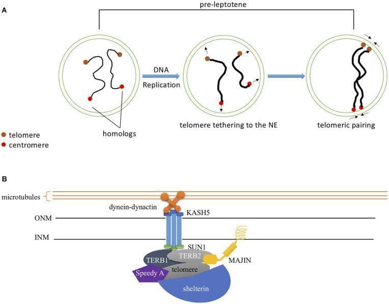 This medical illustration consists of two parts detailing the mechanisms of chromosomal pairing and nuclear envelope attachment during prophase I of meiosis. Figure A is a three-stage timeline of the 'pre-leptotene' stage showing double-strand break (DSB)-independent homolog pairing. It depicts homologous chromosomes (with brown telomeres and red centromeres) undergoing DNA replication, followed by telomere tethering to the nuclear envelope (NE), and final telomeric pairing where homologs align. Figure B is a detailed molecular diagram of the LINC (Linker of Nucleoskeleton and Cytoskeleton) complex mediating telomere-NE attachment. It illustrates the spatial arrangement of proteins across the outer nuclear membrane (ONM) and inner nuclear membrane (INM). Key components shown include microtubules and the dynein-dynactin motor linked to KASH5 in the ONM. KASH5 interacts with SUN1/SUN2 in the perinuclear space. On the nucleoplasmic side, the TERB1/2-MAJIN complex and Speedy A anchor the telomere-associated shelterin complex to the INM, facilitating chromosome movement and pairing.
