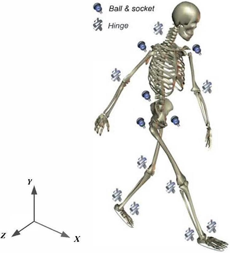 Anatomical diagram presenting a three-dimensional whole-body skeletal model used for biomechanical analysis and gait prediction. The model is divided into 13 rigid segments: head, torso, pelvis, bilateral upper arms, forearms, thighs, shanks, and feet. These segments are interconnected by 12 joints, categorized by their mechanical degrees of freedom (DoF). Ball-and-socket joints (3 DoFs) are indicated at the shoulders, hips, and waist, while hinge joints (1 DoF) are located at the neck, elbows, and knees. The ankle is modeled as a universal joint (2 DoFs). A global Cartesian coordinate system is provided in the lower-left corner: the X-axis represents the progression direction (sagittal plane), the Y-axis points vertically upwards (longitudinal axis), and the Z-axis represents the lateral direction (frontal plane). This schematic illustrates the multi-segment articulated system and the kinematic constraints necessary for simulating human movement and calculating ground reaction forces and joint torques in physical therapy or orthopedic research.