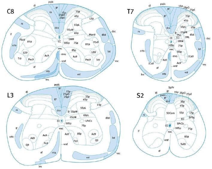 This medical anatomical diagram illustrates the cross-sectional neuroanatomy and white matter tract localization within the mouse spinal cord at four distinct levels: Cervical (C8), Thoracic (T7), Lumbar (L3), and Sacral (S2). Each level depicts the characteristic morphology of the spinal cord, showing the transition from a rounded C8/T7 shape to a more laterally expanded L3 and a flattened, compressed S2. Key ascending (sensory) and descending (motor) pathways are highlighted in blue. Notable structures include the dorsal corticospinal tract (dcs) located centrally along the dorsal midline, flanked by the gracile fasciculus (gr) and cuneate fasciculus (cu, prominent in higher levels). Lateral tracts shown include the rubrospinal (rs), dorsal spinocerebellar (dsc), and lateral spinothalamic (lst) tracts. Ventral regions display the vestibulospinal (lvs, mvs) and reticulospinal (crts, rrts) tracts. The diagrams also delineate Rexed laminae (1Sp-10Sp) within the gray matter and the central canal (CC). This educational resource is designed for neuroanatomical mapping and comparative spinal pathology research.