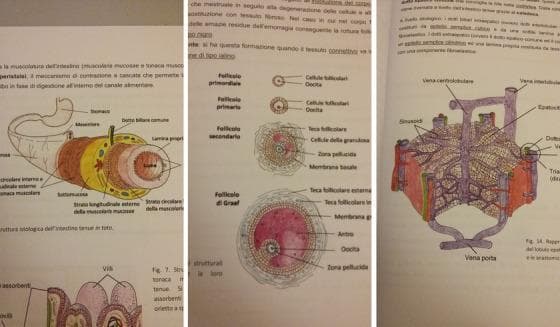 This composite educational resource consists of three histology diagrams. The first diagram illustrates the cross-sectional anatomy of the small intestine, highlighting the concentric layers: mucosa (including villi and lamina propria), submucosa, and the muscularis externa with its circular and longitudinal muscle layers. The second diagram depicts the chronological progression of oogenesis and follicular development in the ovary, identifying the primordial follicle, primary follicle, secondary follicle, and mature Graafian follicle. Key labels include the oocyte, zona pellucida, follicular cells (granulosa cells), theca layers (interna and externa), and the fluid-filled antrum. The third diagram shows a three-dimensional representation of a liver lobule, emphasizing the structural organization of hepatocytes and the microvasculature. It demonstrates the blood flow from the portal triad (interlobular veins and hepatic arteries) through the sinusoids toward the central vein (vena centrolobulare). These illustrations are designed for histology education, focusing on tissue microarchitecture and functional anatomical relationships in the gastrointestinal, reproductive, and hepatobiliary systems.