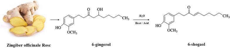 This pathophysiology diagram and clinical photograph illustrate the metabolic transformation of active compounds in Zingiber officinale Rosc (ginger). On the left, a clinical photograph shows a light-brown, knobby ginger rhizome and its sliced yellow-tan interior. An arrow points to the chemical structure of 6-gingerol, characterized by a hydroxyl (-OH) group on its alkyl chain. A subsequent reaction arrow, labeled with '-H2O' and 'Heat / Acid', denotes a dehydration process. This results in the formation of 6-shogaol, which features an alpha,beta-unsaturated carbonyl group (a Michael acceptor) where the hydroxyl group was previously located. The diagram highlights the chemical source and structural modifications required to produce 6-shogaol, a compound studied for its enhanced anti-cancer, anti-inflammatory, and anti-oxidant biological activities compared to its precursor. This visual is suitable for educational modules in pharmacognosy, biochemistry, and oncology research.