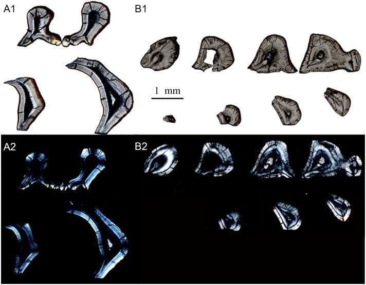 This diagnostic comparison image displays transverse sections of tooth molars (m1 and m2) from the species Lambdopsalis bulla, highlighting the enamel microstructure (Schmelzmuster). The composite consists of four panels: A1 and B1 show optic images under ordinary light, while A2 and B2 provide polarized light images of the same sections. The optic images (A1, B1) reveal arcade-shaped enamel prisms with visible prism sheaths forming three-quarters of a circle and slender prism seams. Reddish pigmentation is visible on the outer enamel crown, especially in the m2 section (A1). Polarized light images (A2, B2) emphasize birefringence patterns that indicate variations in crystallite orientation. Bright bands in A2 highlight the arcade structure and delimit crystallite bundles, making the enamel-dentine junction (EDJ) more distinct than in the optic views. These images demonstrate the radial packing of gigantoprismatic enamel and the transition from prismatic inner zones to an outer aprismatic enamel layer, serving as an educational resource for comparative dental histology and odontological evolution.