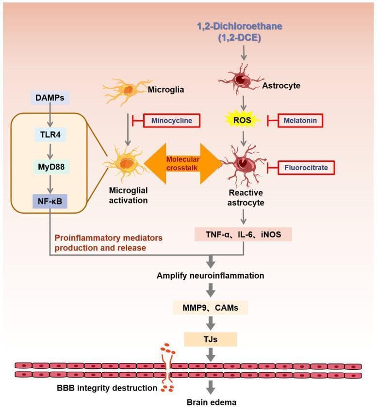 This pathophysiology diagram illustrates the molecular signaling pathways of 1,2-Dichloroethane (1,2-DCE) induced neuroinflammation and brain edema. The schematic depicts 1,2-DCE exposure triggering two parallel cellular responses: microglial activation and astrocyte transformation into reactive astrocytes. Microglia activation is shown occurring via the TLR4/MyD88/NF-κB pathway stimulated by DAMPs, while astrocytes generate reactive oxygen species (ROS). A central feature of the diagram is the 'molecular crosstalk' between these two cell types, which amplifies the neuroinflammatory response. This cascade leads to the overproduction and release of proinflammatory mediators, including TNF-α, IL-6, and iNOS. These cytokines further increase the levels of MMP-9 and cell-adhesion molecules (CAMs), which target and degrade tight junction proteins (TJs) in the blood-brain barrier (BBB). The final stages of the process show BBB integrity destruction leading to cerebral edema. The diagram also identifies potential therapeutic inhibitors: minocycline (blocking microglial activation), and melatonin or fluorocitrate (inhibiting reactive astrocyte pathways).