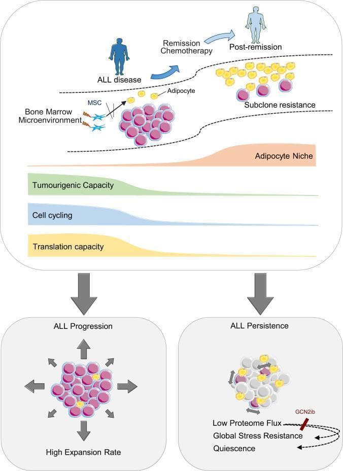 This pathophysiology diagram illustrates the remodeling of the bone marrow microenvironment (BMM) during the transition from Acute Lymphoblastic Leukemia (ALL) disease to remission. The upper panel depicts two states: 'ALL disease' and 'Post-remission'. In the disease state, the BMM is crowded with leukemia blasts (pink clusters), showing profound depletion of adipocytes (yellow spheres) and the presence of Mesenchymal Stem Cells (MSCs). Following 'Remission Chemotherapy', the post-remission niche shows adipocyte reconstitution and 'Subclone resistance' with fewer, persistent leukemia cells. Quantitative area charts indicate that as the 'Adipocyte Niche' expands, there is a reciprocal decline in 'Tumourigenic Capacity', 'Cell cycling', and 'Translation capacity'. The lower panel compares 'ALL Progression' with 'ALL Persistence'. 'ALL Progression' is characterized by a high expansion rate and active cell proliferation (indicated by outward arrows). In contrast, 'ALL Persistence' describes a dormant state defined by 'Low Proteome Flux', 'Global Stress Resistance', and 'Quiescence'. The diagram highlights how the adipocyte-rich remission niche promotes leukemia cell dormancy and chemoprotection, potentially mediated by GCN2-related pathways.