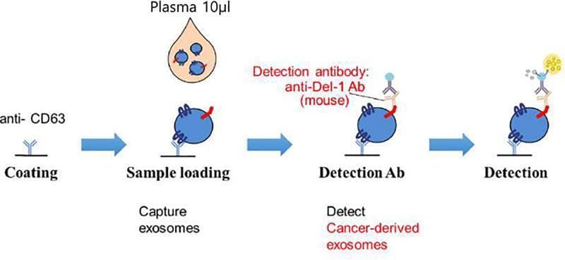 A scientific schematic illustrating a four-step sandwich enzyme-linked immunosorbent assay (ELISA) designed for the detection of cancer-derived exosomes in human plasma. The first stage, 'Coating', depicts the immobilization of anti-CD63 capture antibodies onto a solid substrate. The second stage, 'Sample loading', shows the introduction of 10µl of plasma containing exosomes (blue spheres), which are subsequently bound to the surface via the anti-CD63 antibodies. The third stage, 'Detection Ab', illustrates the binding of a mouse monoclonal anti-Del-1 antibody to a specific surface marker on the captured exosome. The final 'Detection' stage shows the binding of a signaling molecule to the detection antibody, resulting in a yellow burst symbol that represents a positive signal for cancer-derived exosomes. This assay is utilized to quantify Developmental Endothelial Locus-1 (Del-1) protein levels, a potential biomarker for prostate cancer, by leveraging exosome-specific surface markers (CD63) and malignancy-associated proteins (Del-1).