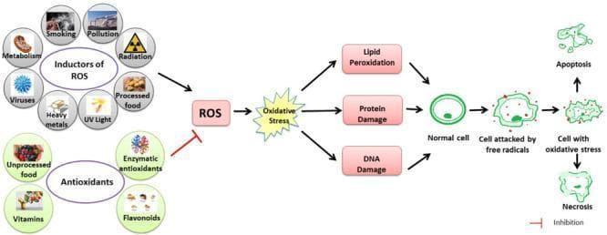 This pathophysiology diagram illustrates the link between Reactive Oxygen Species (ROS), oxidative stress, and cellular damage. The flow begins with 'Inductors of ROS,' categorized into external factors (smoking, pollution, radiation, UV light, heavy metals) and internal factors (metabolism, viruses, processed foods). These inductors drive ROS production, while an inhibitory pathway shows 'Antioxidants' (enzymatic, flavonoids, vitamins, and unprocessed foods) attempting to neutralize them. When production exceeds neutralization, it leads to 'Oxidative Stress,' resulting in a triad of cellular injuries: lipid peroxidation, protein damage, and DNA damage. The final sequence depicts cellular morphological progression from a 'Normal cell' to a 'Cell attacked by free radicals' (showing early membrane disruption), and finally a 'Cell with oxidative stress' (demonstrating severe fragmentation). This progression culminates in programmed cell death (Apoptosis) or premature cell death (Necrosis). The diagram is designed for intermediate medical education to explain the molecular mechanisms of oxidative pathology and the protective role of endogenous and exogenous antioxidants.