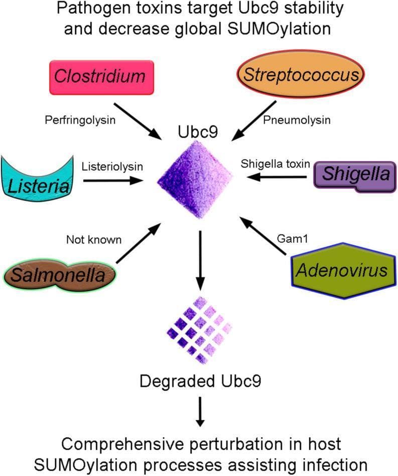 A pathophysiology diagram illustrating how various bacterial and viral pathogens target host Ubc9 stability to facilitate infection. Centrally, a purple diamond represents Ubc9, the essential E2 conjugating enzyme of the SUMOylation pathway. Surrounding Ubc9 are five bacterial genera (Clostridium, Streptococcus, Listeria, Shigella, and Salmonella) and one virus (Adenovirus), each connected by arrows indicating the secretion of specific toxins or proteins: Perfringolysin, Pneumolysin, Listeriolysin, Shigella toxin, and Gam1, respectively. A vertical downward arrow shows the transition from intact Ubc9 to a fragmented 'Degraded Ubc9' representation. The diagram concludes with a final stage labeled 'Comprehensive perturbation in host SUMOylation processes assisting infection,' demonstrating the clinical significance of Ubc9 degradation. This visual summary emphasizes the mechanism by which pathogens destabilize the host's cellular defense and signaling by compromising the unique E2 enzyme required for protein SUMOylation, thereby suppressing innate immune responses and promoting pathogenesis.