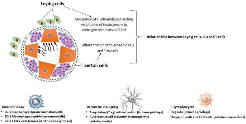 This medical illustration depicts the pathophysiology and immune microenvironment of the human testis, focusing on the maintenance of immune privilege. The central diagram shows a cross-section of a seminiferous tubule featuring orange Sertoli cells (SCs) supporting developing spermatozoa. These are surrounded by purple immune cell clusters within the interstitial space. Exterior to the tubule, green Leydig cells are shown, noting their role in abrogating T cell-mediated orchitis via testosterone binding to androgen receptors. The diagram highlights the 'Relationship between Leydig cells, SCs, and T cells' in promoting the differentiation of tolerogenic dendritic cells (DCs) and T regulatory (Treg) cells. Accompanying text categorizes testicular immune cells: Macrophages (proinflammatory ED-1, anti-inflammatory ED-2, and NOS-producing types); Dendritic Cells (involved in Treg activation and autoimmunity in azoospermia); and T lymphocytes (Treg cells for immune privilege vs. Th and Th17 cells in autoimmune orchitis). The illustration serves as an educational tool for understanding the balance between immune tolerance and autoimmune pathology in male reproductive health.