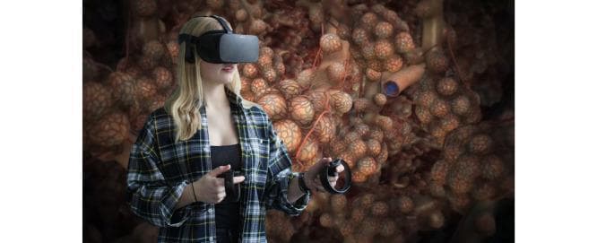 This composite image illustrates the application of Virtual Reality (VR) in medical education and anatomical visualization. In the foreground, a user is depicted wearing a VR headset and holding handheld controllers, demonstrating an immersive interaction with a digital environment. The background features a detailed 3D anatomical rendering of the lower respiratory system, specifically focusing on the alveolar sacs. These structures are shown as clusters of spherical, textured modules in varying shades of brown and orange, simulating the microscopic anatomy of the lungs. Integrated into this visualization are thin, reddish tubular networks representing the pulmonary capillary system that surrounds the alveoli to facilitate gas exchange. A larger vessel with a blue lumen is also visible, likely representing a pulmonary artery branch. The image highlights the use of simulation technology to explore human physiology and pathophysiology, providing a tool for medical students and professionals to study organ systems in a highly interactive and spatially accurate manner.