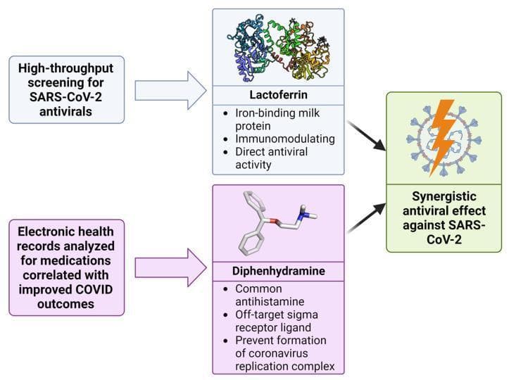 This medical flow diagram illustrates the pharmacological discovery and synergy between Lactoferrin and Diphenhydramine against SARS-CoV-2. The pathway starts with two screening methods: high-throughput screening for SARS-CoV-2 antivirals and electronic health record analysis for medications correlated with improved COVID outcomes. These lead respectively to Lactoferrin and Diphenhydramine. Lactoferrin is depicted as a complex structural protein model and described as an iron-binding milk protein with immunomodulating and direct antiviral activity. Diphenhydramine is shown as a chemical ball-and-stick model and identified as a common antihistamine and off-target sigma receptor ligand that prevents the formation of the coronavirus replication complex. Both agents point toward a final node represented by a SARS-CoV-2 virion with a lightning bolt symbol, signifying a 'Synergistic antiviral effect against SARS-CoV-2.' The diagram serves as an educational summary of how multi-modal screening can identify repurposed drug combinations that target different stages of the viral life cycle to enhance therapeutic efficacy.