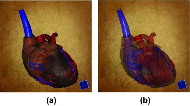 Anatomical Diagram: This image displays a side-by-side comparison of a 3D digital model of a human heart, emphasizing cardiovascular anatomy and medical visualization techniques. Figure (a) illustrates the external morphology of the heart with high opacity. It shows the muscular surface in a dark reddish-brown hue, featuring visible coronary arteries in red and cardiac veins in blue. A prominent blue cylindrical structure representing the superior vena cava or ascending aorta is visible at the base. Figure (b) demonstrates the same model with reduced opacity (semi-transparency), a technique used in diagnostic imaging and education to reveal internal cardiac structures. This view highlights the spatial relationships between internal chambers (atria and ventricles), heart valves, and the intra-cardiac pathways of major vessels. The comparison serves as an educational tool for medical students to understand the transition from external cardiac topography to internal anatomy using advanced volumetric rendering software.