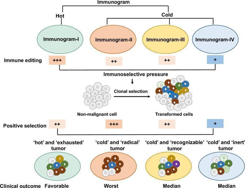 A pathophysiology diagram illustrating the 'Immunogram' framework for classifying cancer-immunity phenotypes. The flow chart categorizes tumors into 'Hot' (Immunogram-I) and 'Cold' (Immunogram-II, III, and IV). The diagram maps the relationship between immune editing, positive selection, and clinical outcomes through the lens of clonal selection. Immunogram-I ('hot' and 'exhausted') is characterized by high immune editing (+++) and moderate positive selection (++), leading to a favorable clinical outcome. In the 'Cold' category, Immunogram-II ('radical') shows high positive selection (+++) and moderate immune editing (++), resulting in the worst clinical outcome. Immunogram-III ('recognizable') and Immunogram-IV ('inert') are associated with median outcomes, with Immunogram-IV exhibiting the lowest levels of both immune editing (+) and positive selection (+). Central to the diagram is a visual representation of clonal selection, showing non-malignant cells transforming into heterogeneous 'transformed cells' under immunoselective pressure. This model integrates tumor immunology with evolutionary biology to predict patient survival and potential responses to immunotherapy across diverse solid tumor types.