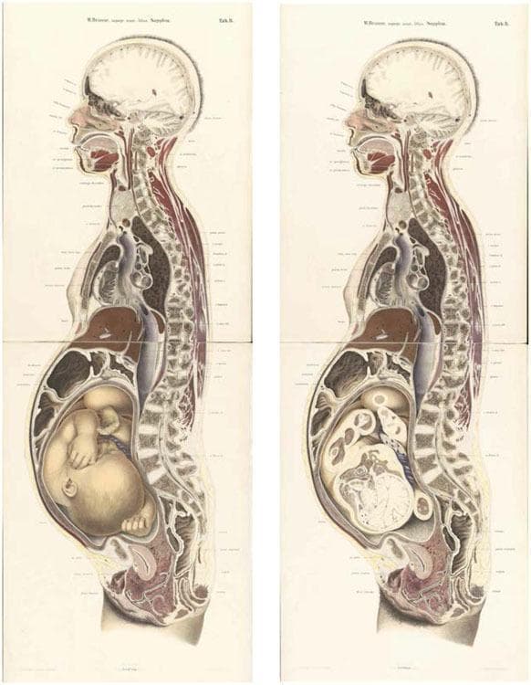 This historical anatomical diagram consists of two full-body mid-sagittal sections of a pregnant woman at full term, based on 19th-century cryosection techniques. The illustrations provide a comprehensive view of maternal and fetal topography. Key maternal structures include the brain, spinal column, esophagus, heart, diaphragm, liver, and a gravid uterus. The left illustration displays the fetus in situ within the uterus, shown in a cephalic presentation (head-down) and flexed 'fetal position' with visible limbs and facial features. The right illustration represents the same sagittal plane but with the fetus removed, revealing the empty uterine cavity, amniotic membranes, and the relationship between the uterus, bladder, and rectum in the pelvic cavity. This comparison highlights the displacement of maternal abdominal viscera (liver and intestines) by the distended uterus. The diagram serves as an educational resource for obstetrics, demonstrating fetal orientation, maternal-fetal anatomical relationships, and the physiological changes in late-stage pregnancy.