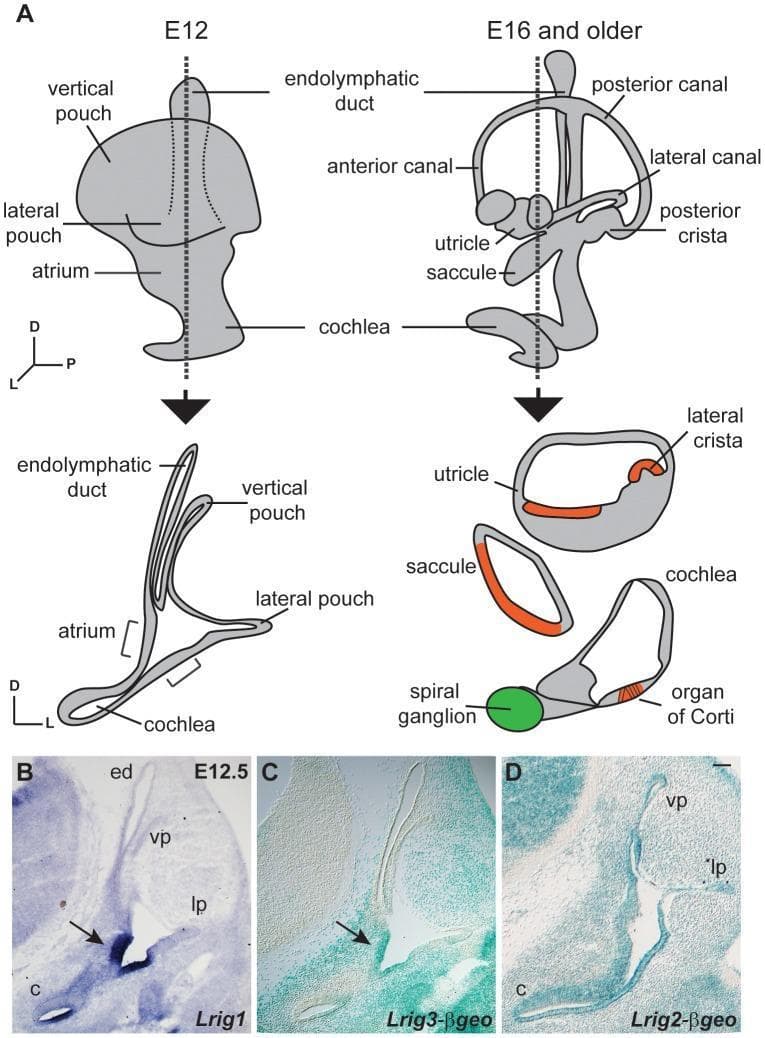 Educational panel illustrating mouse inner ear development and Lrig family gene expression at embryonic stages. (A) Anatomical diagrams compare the immature otic vesicle at E12.5 (left) with the mature labyrinth at E16 (right). Developmental transitions show vertical and lateral pouches evolving into anterior, posterior, and lateral semicircular canals. Cross-sections highlight the differentiation of sensory epithelia (red), including the organ of Corti and cristae, and neurons (green) within the spiral ganglion by E16. (B-D) Microscopic images show mRNA and reporter protein expression at E12.5 using in situ hybridization and X-gal staining. Lrig1 (B) and Lrig3-βgeo (C) exhibit highly restricted, overlapping expression patterns localized to the atrium and the non-sensory domain of the cochlea (indicated by arrows). In contrast, Lrig2-βgeo (D) shows broad, ubiquitous expression throughout the otic epithelium, including the pouches and cochlear duct. This figure demonstrates the unique and overlapping roles of Lrig proteins in regulating inner ear morphogenesis and sensory tissue patterning.