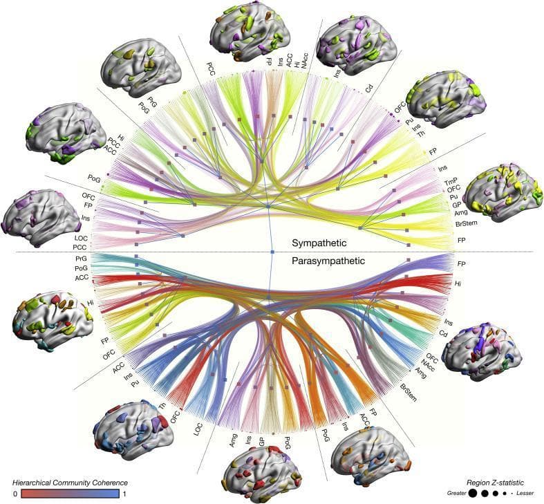 This multimodal anatomical and functional diagram illustrates the human 'autonomic connectome,' detailing the neural infrastructure of sympathetic and parasympathetic regulation. The central element is a circular network graph partitioned into two hemispheres: the upper represents the sympathetic nervous system and the lower the parasympathetic nervous system. Surrounding the center are colorful lines (edges) representing network-based statistics from functional MRI, gray matter morphometry, and white matter tractography. Edge width indicates connection effect size. The outer perimeter contains nodes corresponding to specific brain regions, such as the anterior cingulate cortex (ACC), insula (Ins), amygdala (Amg), and brainstem (BrStem). Node size is proportional to the Z-statistic importance of the region. Surrounding the central connectome are several 3D cortical surface reconstructions displaying color-coded parcellations that visualize hierarchical community structures. A color scale at the bottom indicates hierarchical community coherence (ranging from red to blue), while a size legend defines the regional Z-statistics. This educational visual explains the high-dimensional integration of disparate cortical and subcortical structures involved in autonomic homeostasis and sympathovagal balance.