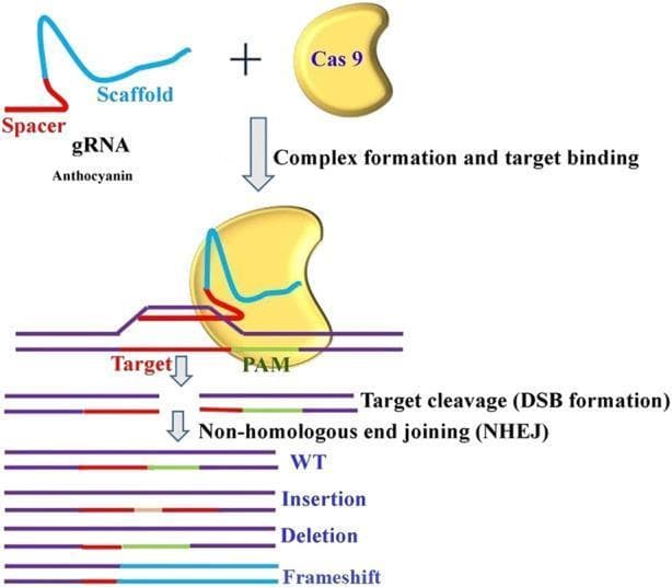 A pathophysiology diagram illustrating the CRISPR-Cas9 gene editing mechanism, specifically targeting anthocyanin pathways. The process begins with complex formation, where a guide RNA (gRNA)—comprised of a blue 'Scaffold' and a red 'Spacer' sequence—assembles with a yellow bean-shaped Cas9 endonuclease. The second stage demonstrates target binding, showing the Cas9-gRNA complex recognizing a double-stranded DNA target at the PAM (Protospacer Adjacent Motif) site. The next step illustrates 'Target cleavage' resulting in double-strand break (DSB) formation. The final section depicts the cellular repair mechanism 'Non-homologous end joining (NHEJ)' and its potential mutagenic outcomes: Wild Type (WT), Insertion (addition of nucleotides), Deletion (loss of DNA segments), and Frameshift mutations (disruption of the reading frame). The diagram serves as an educational summary of molecular biology techniques for precision genetic modification.
