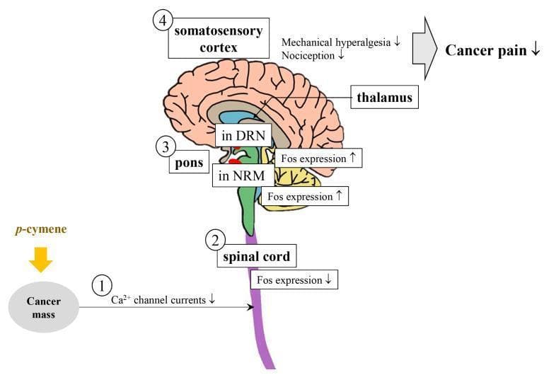 This pathophysiology diagram illustrates the neurobiological mechanism of p-cymene in attenuating cancer-associated pain. The schematic follows a four-step numerical pathway beginning at a localized cancer mass. (1) Administration of p-cymene leads to a downregulation (indicated by a downward arrow) of Ca2+ channel currents. (2) This signal progresses to the spinal cord, where Fos expression is decreased. (3) The pathway involves the pons, specifically highlighting increased Fos expression (upward arrow) in the nucleus raphe magnus (NRM) and the dorsal raphe nucleus (DRN). (4) These subcortical modulations reach the thalamus and somatosensory cortex, resulting in a reduction of mechanical hyperalgesia and nociception. The final clinical outcome is represented by a large block arrow indicating a decrease in overall cancer pain. The diagram serves as an educational tool for understanding monoterpene-mediated analgesia and the ascending/descending pain modulation pathways in the central nervous system.