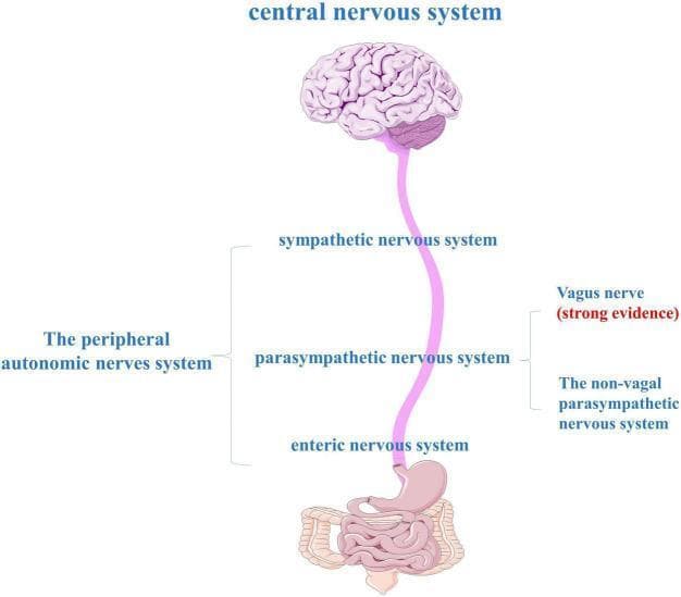 An anatomical diagram illustrating the components of the gut-brain axis and the peripheral autonomic nervous system (ANS). At the top, a human brain represents the central nervous system (CNS), which is connected via a long neural pathway to the gastrointestinal tract (stomach and intestines) at the bottom. The peripheral autonomic nervous system is categorized into three major divisions: the sympathetic nervous system, the parasympathetic nervous system, and the enteric nervous system (ENS). The diagram highlights the role of the vagus nerve within the parasympathetic division, noted with 'strong evidence' as a primary bidirectional communication route between the brainstem and the gut. It also distinguishes between vagal and non-vagal parasympathetic pathways. This illustration is used to explain the neuroanatomical basis of the gut-brain axis, particularly in the context of neurodegenerative research like Parkinson's disease, where alpha-synuclein may propagate from the ENS to the CNS via these autonomic pathways.