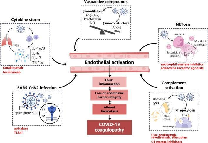 A medical pathophysiology diagram illustrating the central role of endothelial activation and dysfunction in COVID-19 coagulopathy. The central axis shows a cross-section of a blood vessel with endothelial cells undergoing activation, leading to a cascade of over-inflammation, loss of endothelial barrier integrity, and altered hemostasis, culminating in COVID-19 coagulopathy. Five primary triggers are depicted feeding into this process: 1) SARS-CoV-2 infection (mediated by the Spike protein S1/S2 domains); 2) Cytokine storm involving IL-1α/β, IL-6, IL-17, and TNF-α, associated with ARDS; 3) Vasoactive compounds showing a tipped scale favoring vasoconstrictors (Ang-II, TXA2) over vasodilators (Ang-(1-7), NO, Prostacyclin); 4) NETosis, depicting neutrophils releasing modified chromatin and bactericidal proteins; and 5) Complement activation involving osmotic lysis via MAC (C5b-9) and macrophage phagocytosis via C3a. The diagram also identifies therapeutic targets (in red text) such as tocilizumab, canakinumab, and eculizumab. This illustration is designed for medical education regarding the systemic vascular manifestations of SARS-CoV-2.