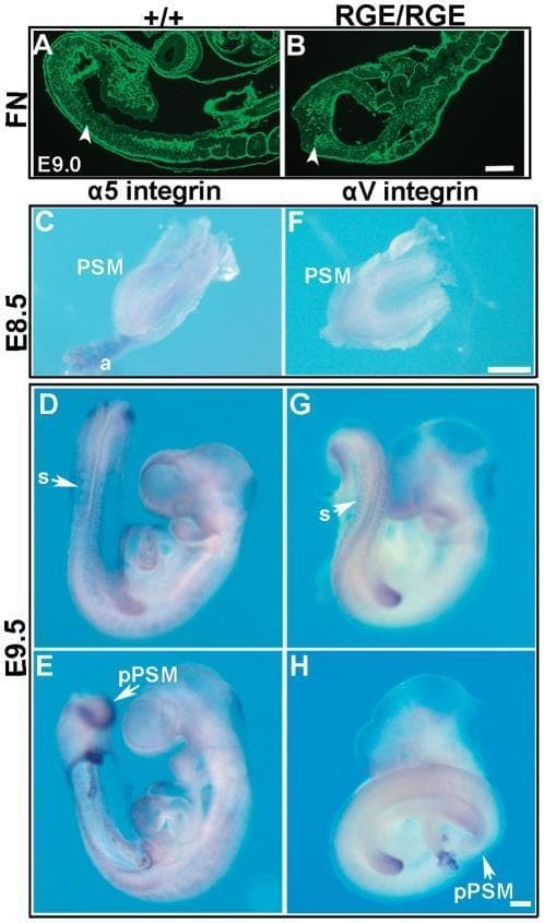 Educational panel of mouse embryology images demonstrating the expression of fibronectin (FN) and integrins during development. (A-B) Immunofluorescence images show FN expression at E9.0. In the wild-type (+/+), FN forms a dense network throughout the embryo, while in the mutant (RGE/RGE), the embryo is shortened with irregular somites despite similar FN intensity. (C-H) Whole-mount in situ hybridization images compare α5 and αv integrin mRNA expression across developmental stages E8.5 and E9.5. At E8.5, both integrins show weak, diffuse expression in the presomitic mesoderm (PSM) and allantois (a). By E9.5, α5 integrin (D, E) is strongly expressed in the posterior PSM (pPSM) and surrounding epithelial somites (s). In contrast, αv integrin (G, H) is localized around somites but specifically absent from the posterior PSM. The panel illustrates the spatiotemporal regulation of extracellular matrix components and their receptors during mesoderm segmentation and body axis elongation.