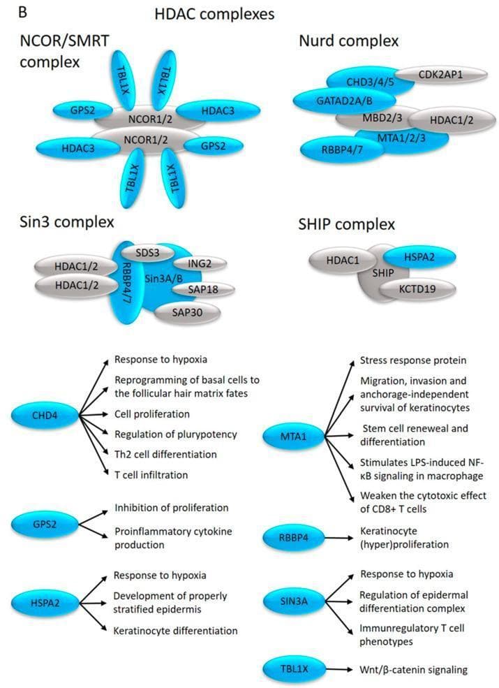 This medical pathophysiology diagram illustrates the molecular architecture and functional pathways of Class I Histone Deacetylase (HDAC) complexes relevant to skin pathology, particularly psoriasis. The top section depicts four multi-protein complexes: the NCOR/SMRT complex (composed of NCOR1/2, GPS2, HDAC3, and TBL1X), the Nurd complex (CHD3/4/5, GATAD2A/B, MBD2/3, MTA1/2/3, and RBBP4/7), the Sin3 complex (Sin3A/B, HDAC1/2, RBBP4/7, and various SAP/SDS3 subunits), and the SHIP complex (HDAC1, SHIP, HSPA2, and KCTD19). The bottom section functions as a signaling flowchart, mapping individual subunits to specific clinical and cellular processes. Key pathways include CHD4 regulating keratinocyte proliferation and Th2 differentiation; MTA1 influencing CD8+ T cell effects and macrophage NF-̄kB signaling; and SIN3A modulating epidermal differentiation and immune phenotypes. The diagram highlights the clinical significance of these epigenetic regulators in modulating inflammation, hypoxia responses, and epidermal homeostasis.