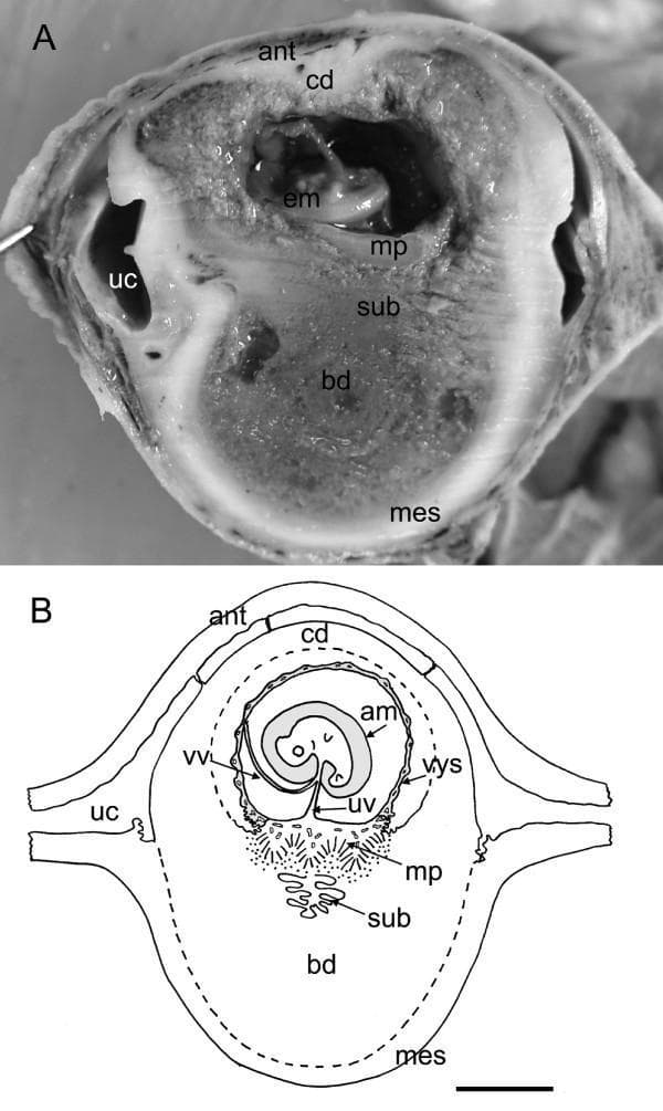 This educational composite presents a macro photograph (A) and a corresponding schematic diagram (B) of a mammalian implantation site during the late limb bud stage of embryonic development. The median sagittal section illustrates the spatial relationship between the embryo (em) and maternal-fetal structures. Key anatomical landmarks include the embryo enclosed within the amnion (am) and visceral yolk sac (vys), the latter supplied by vitelline vessels (vv). The placental complex is situated on the mesometrial side (mes), consisting of a main placenta (mp) and a specialized subplacenta (sub) anchored to the basal decidua (bd). Opposing this, a prominent thick capsular decidua (cd) faces the antimesometrial wall (ant) of the uterus. The uterine cavity (uc) is visible as a distinct space lateral to the conceptus. The image serves to demonstrate the inverted yolk sac placental arrangement and the relative positioning of chorioallantoic and vitelline vascular systems in hystricomorph development. Labels also highlight umbilical vessels (uv) supplying the placental disk.