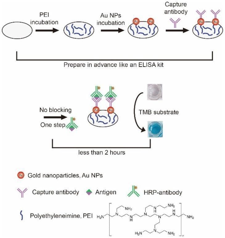 This schematic diagram illustrates a specialized, blocking-free 'sandwich' Enzyme-Linked Immunosorbent Assay (ELISA) utilizing a polyethyleneimine (PEI) and gold nanoparticle (Au NP) coated microwell plate. The process is divided into two phases: preparation and detection. In the preparation phase, a microwell undergoes PEI incubation followed by Au NP incubation to form a functionalized base layer; capture antibodies are then immobilized onto the Au NPs. In the detection phase, labeled as a 'No blocking - One step' procedure, the antigen and horseradish peroxidase (HRP)-conjugated antibody are introduced. The final step shows the addition of TMB substrate, which undergoes a visual transition from a colorless liquid to a blue-colored solution, indicating successful antigen detection. The diagram highlights that this modified protocol simplifies traditional ELISA by omitting the 2-hour blocking step, reducing total assay time to less than 2 hours. Chemical structures for PEI and icons for antigens, Au NPs, and various antibodies are included to clarify the molecular binding sequence and surface modifications.