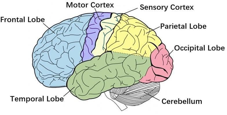 This medical anatomical diagram provides a lateral view of the human brain, utilizing color-coding to delineate primary functional regions and lobes. The frontal lobe is highlighted in light blue at the most anterior position. Progressing posteriorly, the diagram identifies the motor cortex (purple) and the sensory cortex (yellow), which are separated by the central sulcus. The parietal lobe (yellow) follows posteriorly to the sensory cortex, while the occipital lobe is marked in pink at the most posterior pole. The temporal lobe is shaded in green, situated inferior to the frontal and parietal lobes. Below the occipital and temporal regions, the cerebellum is depicted with a distinct striated texture, contrasting with the gyri and sulci patterns of the cerebral cortex. The illustration is designed to teach regional brain anatomy and the spatial relationships essential for understanding corticomuscular coherence (CMC), movement planning, and tactile processing. The labels and color differentiation emphasize the distinct boundaries of these functionally specialized neural structures.