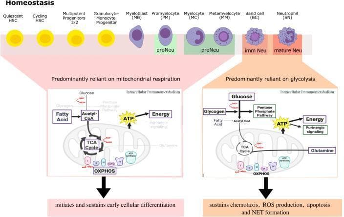 This hematology infographic illustrates the metabolic reprogramming of neutrophils during homeostasis. The top panel depicts neutrophil development (granulopoiesis) from hematopoietic stem cells (HSCs) through various stages: Myeloblast (MB), Promyelocyte (PM), Myelocyte (MC), Metamyelocyte (MM), Band cell (BC), and segmented Neutrophil (SN). Morphological changes show nuclear progression from round/ovoid to indented and ultimately multi-lobed. The bottom panel highlights a significant immunometabolic shift. Immature stages (HSCs to Metamyelocytes) are predominantly reliant on mitochondrial respiration, utilizing fatty acids and glucose to fuel the TCA cycle and oxidative phosphorylation (OXPHOS) for ATP generation; this metabolic state sustains early cellular differentiation. In contrast, mature neutrophils (Band cells and SNs) transition to being predominantly reliant on glycolysis. In these mature cells, glucose and glycogen fuel the pentose phosphate pathway and glycolysis to produce ATP, which sustains effector functions including chemotaxis, ROS production, apoptosis, and NET formation. The diagram emphasizes the shift from high mitochondrial activity in progenitors to glycolytic dominance in terminally differentiated innate immune cells.