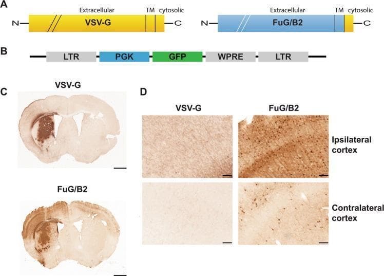 This composite educational image illustrates a comparative study of retrograde gene transport in the mouse brain using different lentiviral vector envelopes. Panel A displays diagrams of the VSV-G and FuG/B2 (rabies virus glycoprotein-derived) envelopes. Panel B shows the SIN-PGK-GFP-WPRE lentiviral vector construct used to express green fluorescent protein. Panel C provides coronal brain sections highlighting the primary transduction sites in the striatum. The VSV-G group shows localized staining at the injection site, whereas the FuG/B2 group shows broader diffusion. Panel D consists of high-magnification photomicrographs comparing retrograde transport in cortical regions. In the VSV-G group, the ipsilateral and contralateral cortex show only minimal GFP-positive fibers. Conversely, the FuG/B2 group demonstrates numerous GFP-positive neuronal cell bodies in both the ipsilateral and contralateral cortex, confirming the superior retrograde transport capabilities of the FuG/B2 pseudotyped vector for targeting distant connected brain regions. This visual material is used to teach neuroanatomical tracing and gene therapy delivery strategies.