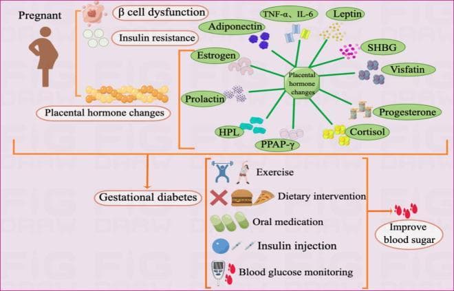 Educational infographic illustrating the pathogenesis and management of Gestational Diabetes Mellitus (GDM). The diagram is divided into sections showing contributing factors, hormonal changes, and therapeutic interventions. Pathogenesis factors listed include ̢ cell dysfunction, insulin resistance, and placental hormone changes. A central hub detailing placental dysfunction connects to various hormonal and inflammatory mediators such as TNF-̑, IL-6, Leptin, SHBG, Visfatin, Progesterone, Cortisol, PPAR-̣, HPL, Prolactin, Estrogen, and Adiponectin. The lower section of the diagram outlines management strategies categorized into non-pharmacological interventions (exercise, dietary intervention, and self-monitoring of blood glucose) and pharmacological treatments (oral medication and insulin injection). The visual workflow culminates in the educational goal of improving blood sugar levels. This schematic serves as a comprehensive overview of endocrine dysfunction during pregnancy and the multidisciplinary approach required for GDM glycemic control.