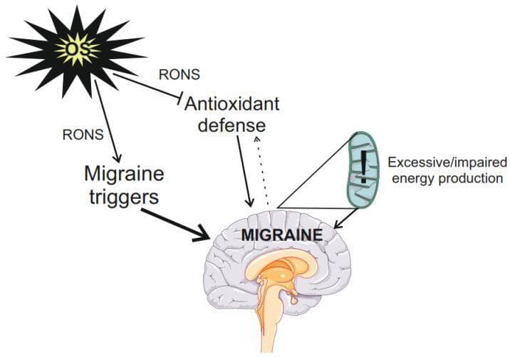 A pathophysiology diagram illustrating the relationship between oxidative stress (OS) and migraine pathogenesis. The visual map identifies OS as a central source of Reactive Oxygen and Nitrogen Species (RONS). These RONS follow two main pathways: first, acting upon 'Migraine triggers' (modulating their threshold), and second, inhibiting the 'Antioxidant defense' system (denoted by a T-bar arrow). A cross-section of a human brain labeled 'MIGRAINE' receives direct input from 'Migraine triggers', 'Antioxidant defense', and 'Excessive/impaired energy production' associated with a mitochondrion containing an exclamation mark (representing ETC impairment). A bidirectional feedback loop is shown between the brain and the antioxidant system, where migraine episodes may stimulate antioxidant defenses (dashed arrow). The diagram emphasizes the 'mitochondrial vicious cycle' and biochemical factors contributing to a migraine-susceptible brain, specifically highlighting metabolic dysfunction and the imbalance between pro-oxidants and cellular defenses as key mechanisms of disease progression.