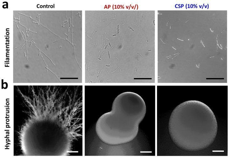 Microscopic and macro-colony imaging demonstrating the inhibitory effects of L. plantarum postbiotics (AP and CSP) on Candida albicans morphogenesis. Row (a) displays phase-contrast microscopic images of C. albicans filamentation in liquid RPMI-1640 media (scale bar 20 µm). The control shows extensive, elongated, and branching hyphal filaments, whereas the AP and CSP (10% v/v) treated groups exhibit a significant reduction in filament length, primarily existing as isolated yeast cells or truncated germ tubes. Row (b) presents the macro-morphology of C. albicans colonies on potato dextrose agar (PDA) after 7 days (scale bar 200 µm). The control colony shows prominent, radiating hyphal protrusions extending into the agar, creating a characteristic 'fuzzy' border associated with virulence. In contrast, colonies treated with AP or CSP display smooth, well-defined circumscribed margins with a total absence of peripheral hyphal extensions. This comparison illustrates the transition from a virulent hyphal/filamentous phenotype to a commensal-like yeast phenotype, highlighting the anti-hyphal and anti-pathogenic potential of the tested postbiotics in both liquid and solid growth environments.
