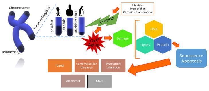 This pathophysiology diagram illustrates the process of telomere attrition and its clinical consequences during human aging. The visual is divided into three functional areas: cellular mechanisms, biomolecular damage, and clinical outcomes. On the left, an anatomical diagram of a chromosome highlights telomeres at the sister chromatid tips. A bar graph demonstrates progressive telomere shortening from infancy through adulthood to the elderly stage. Centrally, the diagram identifies Oxidative Stress (OxS), aging, and lifestyle factors (diet, chronic inflammation) as primary drivers of telomeric erosion. The central pathway shows how OxS leads to biomolecular damage of DNA, lipids, and proteins. This damage triggers cellular responses—senescence and apoptosis—depicted in a terminal flow node. The rightmost section links these cellular changes to a spectrum of age-related metabolic and systemic diseases, including Type 2 Diabetes Mellitus (T2DM), cardiovascular diseases, myocardial infarction, Alzheimer's disease, and Metabolic Syndrome (MetS). The diagram serves as an educational summary of the geroscience hypothesis, connecting molecular instability to chronic clinical pathologies.