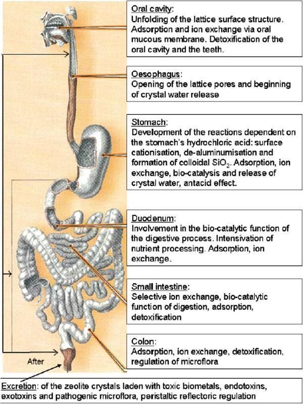 This medical illustration depicts the pathway of natural zeolites through the human gastrointestinal tract, highlighting the structural and biochemical changes that occur at each digestive stage. The diagram uses an anatomical illustration of the digestive system from the oral cavity to the rectum, with descriptive labels for each major organ. In the oral cavity, surface lattice unfolding and ion exchange facilitate detoxification. In the esophagus, lattice pores open. Within the stomach, the acidic environment (HCl) triggers surface cationisation, de-aluminumisation, and formation of colloidal SiO2, alongside antacid effects. The duodenum and small intestine sections describe bio-catalytic functions, nutrient processing, and selective ion exchange. In the colon, the zeolite regulates microflora and undergoes further detoxification. The process concludes at excretion, where zeolite crystals—laden with adsorbed toxic biometals, endotoxins, and pathogenic microflora—are eliminated. This pathophysiology diagram serves as an educational tool for understanding the proposed detoxifying mechanisms of orally administered zeolites in clinical and pharmacological contexts.