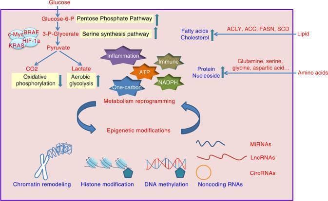 This pathophysiology diagram illustrates the bidirectional relationship between metabolic reprogramming and epigenetic modifications in cancer cells. The upper section details altered metabolic pathways, showing glucose metabolism shifting toward aerobic glycolysis (Warburg effect), the pentose phosphate pathway, and the serine synthesis pathway, while oxidative phosphorylation is downregulated. Key oncogenic drivers such as c-Myc, BRAF, KRAS, and HIF-1α are shown influencing these processes. Additionally, lipid metabolism (ACLY, ACC, FASN, SCD) and amino acid metabolism (glutamine, serine, glycine) are depicted as being enhanced to support protein, nucleoside, and fatty acid synthesis. Central metabolic outputs like ATP, NADPH, and one-carbon metabolism are shown contributing to inflammation and immune responses. The lower section identifies the mechanisms of epigenetic modification, including chromatin remodeling, histone modification, DNA methylation, and noncoding RNAs (miRNAs, lncRNAs, circRNAs). Circular arrows indicate the feedback loop where metabolic intermediates act as substrates or cofactors for epigenetic enzymes, and epigenetic changes in turn regulate the expression of metabolic enzymes.