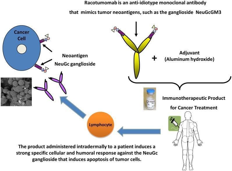This pathophysiology diagram illustrates the mechanism of action of Racotumomab, an anti-idiotype monoclonal antibody used in cancer immunotherapy. The diagram shows a cancer cell expressing the neoantigen NeuGc ganglioside (specifically NeuGcGM3) on its surface. Racotumomab is depicted as a yellow Y-shaped molecule that mimics these tumor neoantigens. The immunotherapeutic product is formed by combining Racotumomab with an aluminum hydroxide adjuvant, shown alongside a pharmaceutical vial and a syringe icon indicating intradermal administration to a human patient. The flowchart pathways demonstrate that upon administration, the product stimulates lymphocytes to induce a specific cellular and humoral immune response. This response targets the NeuGc ganglioside on the tumor cells, leading to apoptosis. A grayscale inset image displays microscopic evidence of tumor cell destruction. The graphic effectively summarizes the therapeutic sequence from molecular mimicry to the systemic immune-mediated destruction of cancer cells.
