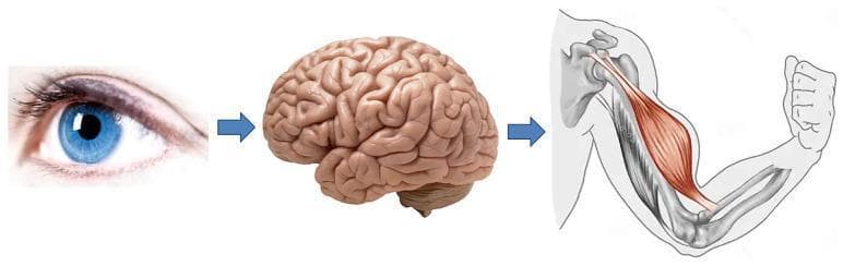 A pathophysiology diagram illustrating the sensorimotor pathway and biological architecture of movement. The flowchart consists of three main components connected by directional blue arrows, representing the sequence from sensory input to motor output. On the left, a clinical photograph of a human eye with a blue iris represents visual sensory input. An arrow points to a central anatomical illustration of a human brain, showing the cerebral cortex with detailed gyri and sulci, signifying central processing and motor planning. A second arrow leads to an anatomical diagram of a flexed human upper limb. This final component depicts the skeletal structure (scapula, humerus, radius, and ulna) with the biceps brachii muscle highlighted in red. The muscle is shown in a state of concentric contraction, indicated by its prominent bulge and the flexion of the elbow joint. The diagram serves as an educational summary of the integrated nervous and musculoskeletal systems, specifically illustrating how visual stimuli are processed by the brain to trigger muscular activation and biomechanical movement.