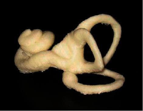 This image presents a 3D computational reconstruction of the human inner ear, derived from a statistical shape model. The anatomical diagram demonstrates the complex three-dimensional relationship between the cochlea, vestibule, and semicircular canals. On the left, the spiral-shaped cochlea is clearly visible with its characteristic bulbous, snail-like winding. This transitions into the central vestibule, from which the three semicircular canals (superior, posterior, and lateral) originate. These canals are depicted as arched, looped structures oriented in nearly orthogonal planes, illustrating their physiological role in sensing rotational head movements. The model features a pale, textured surface, representing the bony labyrinth, set against a high-contrast black background. This visual serves as an educational tool for understanding otolaryngology and vestibular anatomy, particularly for medical students and clinicians studying diagnostic imaging segmentation or the pathophysiology of inner ear disorders like Meniere's disease.