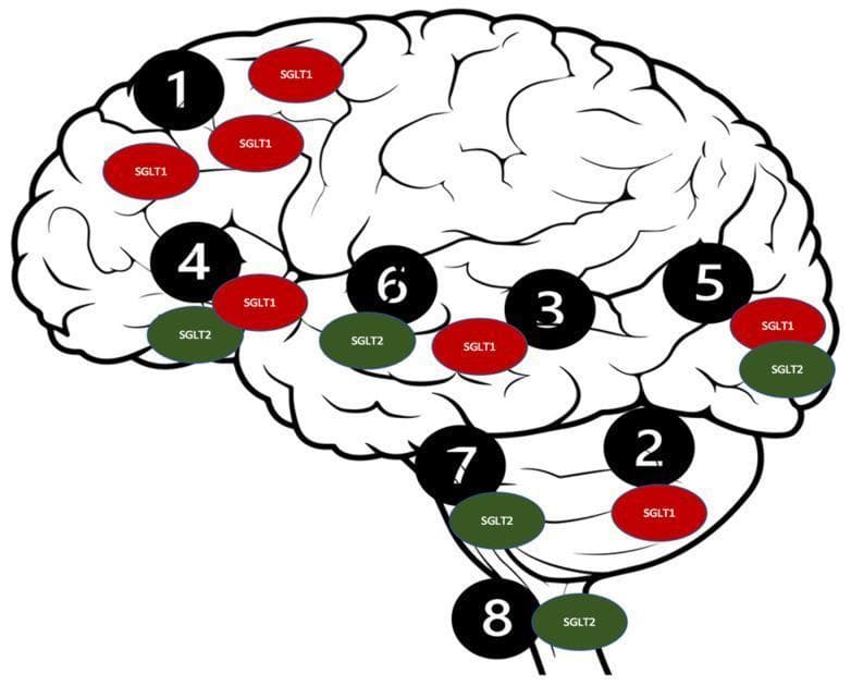 This medical anatomical diagram illustrates the distribution of Sodium-Glucose Co-transporter (SGLT) 1 and 2 receptors throughout the human Central Nervous System (CNS). The diagram uses a lateral view of the brain with numbered black circles corresponding to eight specific anatomical regions: (1) cerebral cortex pyramidal cells, (2) Purkinje neurons, (3) hippocampus, (4) hypothalamus, (5) microvessels, (6) amygdala, (7) periaqueductal gray, and (8) dorsomedial medulla. SGLT1 receptors are represented by red oval labels, while SGLT2 receptors are indicated by green oval labels. The visualization shows that SGLT1 is distributed in regions 1, 2, 3, 4, and 5. SGLT2 expression is depicted in regions 4, 5, 6, 7, and 8. The diagram highlights the co-localization of both receptor types in the hypothalamus (4) and cerebral microvessels (5), providing neuroanatomical context for the physiological roles of SGLT transporters and the potential therapeutic targets for SGLT2 inhibitors in neurological health and glucose metabolism.