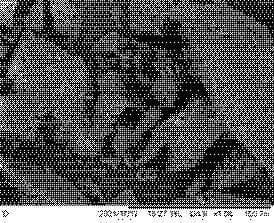 This diagnostic image is a Scanning Electron Microscopy (SEM) micrograph at 1000x magnification illustrating the microstructure of corn starch granules, relevant to biomedical nutrition and prebiotic research. The image displays the diverse morphology of starch granules, characterized by a mixture of round, polygonal, and dome-shaped structures. The surface textures vary from smooth to rough, with visible evidence of irregular and broken granule forms. Such visuals are used in medical laboratory science to study modified corn flour (MCF) and its impact on nutritional components like amylose, amylopectin, and resistant starch (RS). Understanding these structural changes is clinically significant for evaluating the efficacy of prebiotics in stimulating the viability of probiotic bacteria such as Lactobacillus plantarum in the human digestive system. The image serves as a comparison point for various modification techniques including acid hydrolysis, annealing, autoclaving-cooling cycles, and enzymatic debranching.