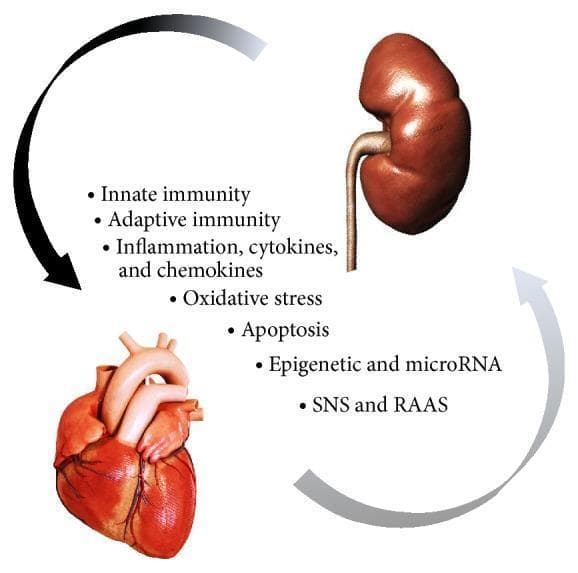 This pathophysiology diagram illustrates the bidirectional 'cardiorenal connectors' involved in cardiorenal syndrome type 3 (acute renocardiac syndrome). The visual features a human kidney positioned superiorly and a human heart positioned inferiorly. Two curved arrows create a circular flow between the organs: a primary dark arrow directed from the kidney to the heart, and a lighter return arrow from the heart to the kidney. Central to the diagram is a list of direct physiologic mechanisms that mediate organ crosstalk during acute kidney injury (AKI). These include innate and adaptive immunity; inflammation involving cytokines and chemokines; oxidative stress; cellular apoptosis; epigenetic factors and microRNA; and neurohormonal activation via the sympathetic nervous system (SNS) and the renin-angiotensin-aldosterone system (RAAS). The diagram is designed for intermediate to advanced medical education, emphasizing the multisystemic nature of renal-induced cardiac dysfunction.