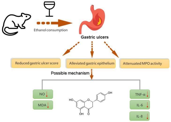 This pathophysiology diagram illustrates the gastroprotective mechanism of naringenin against ethanol-induced gastric ulcers. The diagram starts with an animal model (rat/mouse) consuming ethanol, depicted by a wine glass icon, leading to the development of 'Gastric ulcers' in a stomach graphic showing inflammation/burning. Three primary outcomes are highlighted following intervention: reduced gastric ulcer score, alleviated gastric epithelium damage, and attenuated myeloperoxidase (MPO) activity. The lower portion of the infographic details the 'Possible mechanism' involving naringenin, whose chemical structure is centrally displayed. The mechanism indicates a reduction (marked with red downward arrows) of several biomarkers: oxidative stress markers Nitric Oxide (NO) and Malondialdehyde (MDA), as well as pro-inflammatory cytokines Tumor Necrosis Factor-alpha (TNF-Ξ±), Interleukin-6 (IL-6), and Interleukin-8 (IL-8). This educational summary emphasizes the anti-inflammatory and antioxidant role of flavonoids in treating mucosal injury.