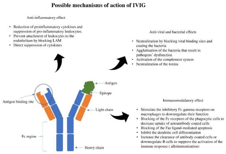 This pathophysiology diagram outlines the 'Possible mechanisms of action of IVIG' (Intravenous Immunoglobulin). A central Y-shaped antibody model illustrates standard structural components: two blue heavy chains and two orange light chains. The lower portion identifies the constant (Fc) region, while the tips of the Fab arms show the antigen-binding sites. One tip is shown binding to a green antigen at its specific epitope. Surrounding the antibody are three categorical descriptions of IVIG's therapeutic roles: 1) Anti-inflammatory effects, including the reduction of pro-inflammatory cytokines and blocking of leukocyte adhesion molecules (LAM). 2) Anti-viral and bacterial effects, highlighting neutralization of pathogens and toxins, agglutination, and complement system activation. 3) Immunomodulatory effects, emphasizing the stimulation of inhibitory Fc-gamma receptors on macrophages, suppression of B-cell activation to prevent alloimmunization, and blocking of phagocytic Fc receptors. This educational material serves as a conceptual summary for clinical immunology and pharmacology related to immunoglobulin therapy.