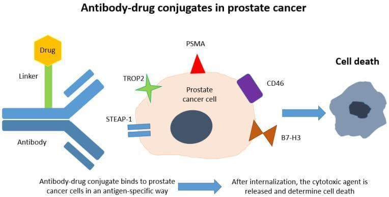 This pathophysiology diagram illustrates the mechanism of action for antibody-drug conjugates (ADCs) in the treatment of prostate cancer. The visual is divided into a three-step progression. First, an ADC is depicted consisting of a blue Y-shaped monoclonal antibody connected via a green 'Linker' to a yellow hexagonal 'Drug' (cytotoxic payload). Second, a central prostate cancer cell is shown expressing several key targetable surface antigens: PSMA (red triangle), TROP2 (green star), STEAP-1 (blue rectangles), CD46 (purple rectangle), and B7-H3 (orange trapezoid). An arrow indicates the first clinical phase where the ADC binds to these specific antigens. Third, the diagram depicts the outcomes of internalization, leading to the release of the cytotoxic agent and culminating in the final stage: 'Cell death', represented by a shrunken, irregular apoptotic cell. This educational graphic focuses on oncology pharmacotherapy and molecular targeting for metastatic castration-resistant prostate cancer (mCRPC).
