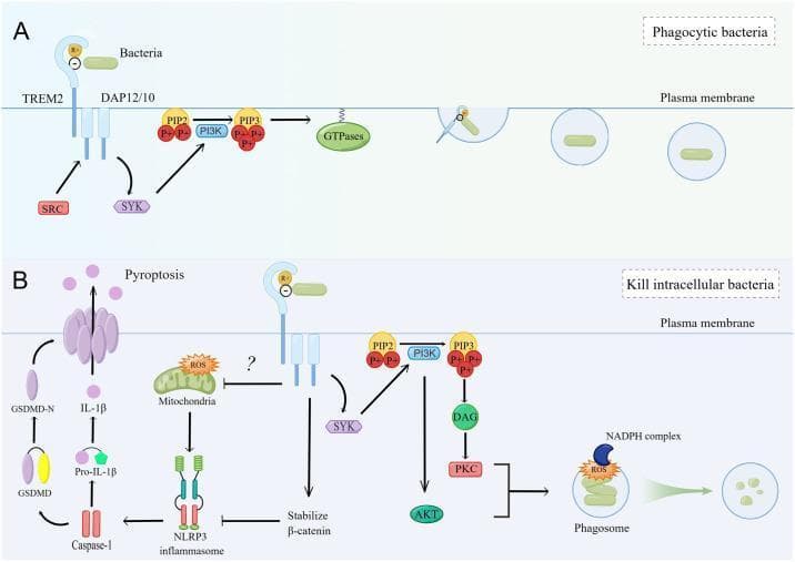 This medical pathophysiology diagram illustrates the dual role of the Triggering Receptor Expressed on Myeloid cells 2 (TREM2) in mediating bacterial phagocytosis, intracellular killing, and the regulation of inflammatory cell death (pyroptosis). Panel A depicts bacterial phagocytosis: TREM2 binds bacteria and signals through DAP12/10, activating SRC and SYK kinases. This pathway triggers PI3K to convert PIP2 to PIP3, leading to GTPase-mediated actin rearrangement, plasma membrane invagination, and the engulfment of bacteria into phagocytic vacuoles. Panel B shows intracellular bacterial killing and pyroptosis regulation. In the killing pathway, TREM2-mediated signaling through SYK, AKT, and PKC (via DAG) activates the NADPH oxidase complex on phagosomes to generate reactive oxygen species (ROS) for bacterial destruction. Simultaneously, TREM2 provides a protective effect by stabilizing beta-catenin to inhibit NLRP3 inflammasome assembly and transcription. This inhibition prevents Caspase-1 activation, which would otherwise cleave Pro-IL-1β into mature IL-1β and GSDMD into GSDMD-N, the latter of which forms pores leading to cell lysis (pyroptosis). The diagram highlights the complex intracellular signaling network involved in macrophage-mediated innate immunity.